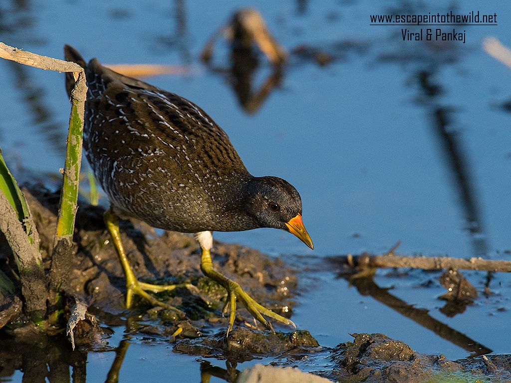 Spotted Crake
